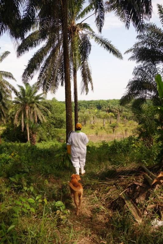 Etta on her farm, walking toward the palm grove